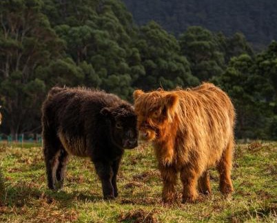 Port Arthur House | Ruby's Cottage Farm Stay