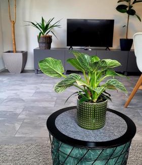Kurrenberg Apartment | Ruhig gelegende Ferienwohnung an der Mosel