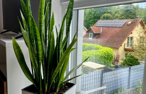 Stephanshausen Apartment | Ruhiges Apartment am Waldrand