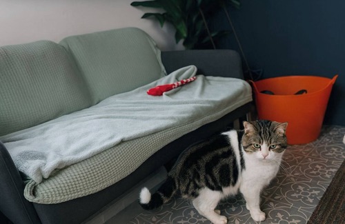 Bacup Cabin | Rustic Valley Cabin at Animal Rescue Sanctuary