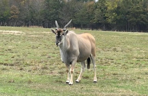 Emory RV Rental | RV Spot on *Exotic Animal Ranch* Campground. BRING YOUR RV