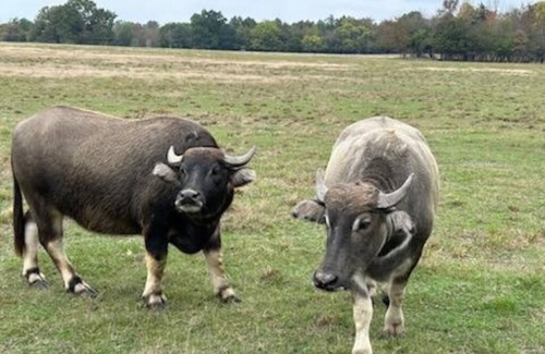 Emory RV Rental | RV Spot on *Exotic Animal Ranch* Campground. BRING YOUR RV