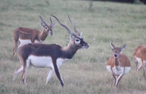 Emory RV Rental | RV Spot on *Exotic Animal Ranch* Campground. BRING YOUR RV