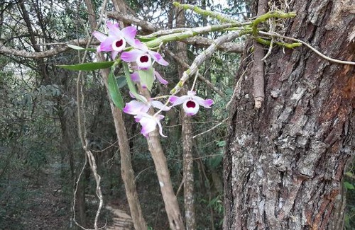 Sao Thome das Letras House | Sítio Vale do Guardiao casa aconchegante com area Gourmet e piscina