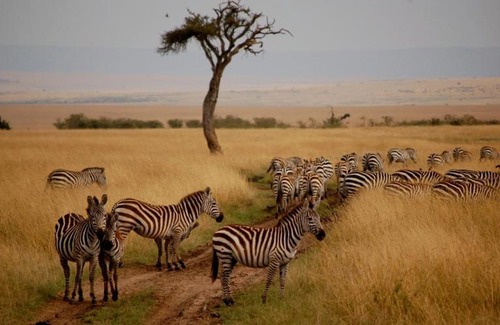 Kalama Wildlife Conservancy Other | Sabache Camp