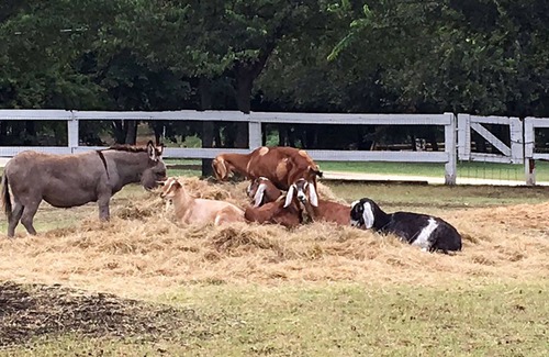 Glen Rose Cabin | Saddle House cabin. Near DINO tracks! River access. Barnyard.