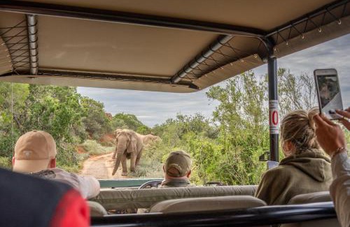 Paterson Other | Safari Lodge - Amakhala Game Reserve