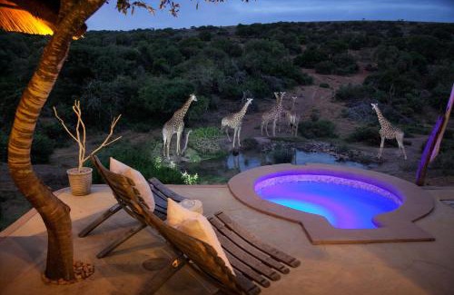 Paterson Other | Safari Lodge - Amakhala Game Reserve