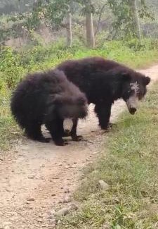 Chitwan District Hotel | Safari Wildlife Lodge & Camp