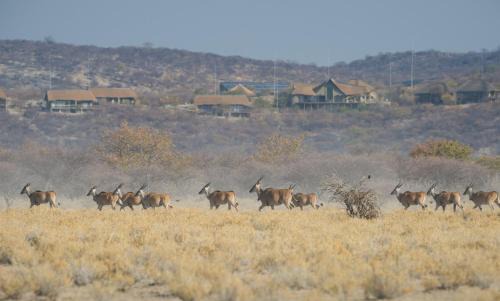 Kamanjab Cabin | Safarihoek Lodge