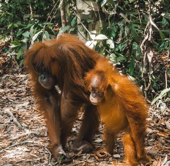 Bukit Lawang House | Sama Sama Homestay & Trekking Only Stay Here Book Trekking and Transport With Us