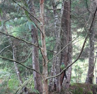 Guarne Other | Sanary