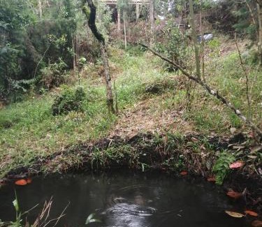 Guarne Other | Sanary