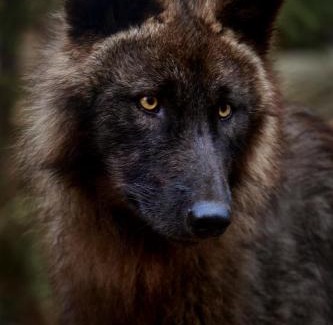 Sainte-Apolline-de-Patton Other | Sanctuaire de loups LUPO - Wolf Sanctuary LUPO