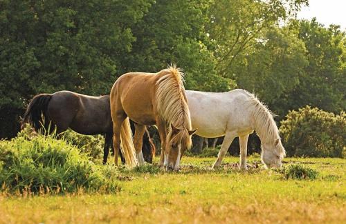 New Forest District Resort | Sandy Balls Holiday Village