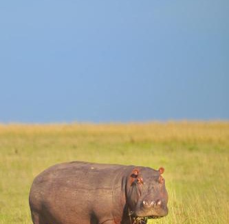 Maasai Mara House | Savannah Solace Mara Camp