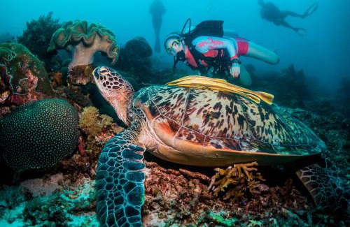 Waisai Resort | Scuba Republic Beach Bungalows