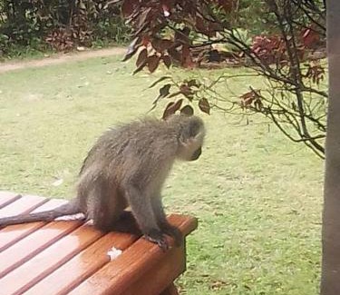 Elysium Apartment | Sea view, self-catering, vacation apartment.