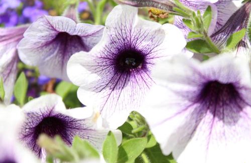 Tramore Bed & Breakfast | Seacourt Accommodation Tramore - Adult Only