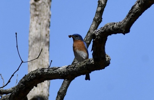 Blackwell Cabin | Secluded Private Cabins, on Two Twenty Acre Lakes