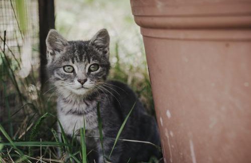 Valle Aurina Apartment | Seeberhof - Urlaub am Bauerhof