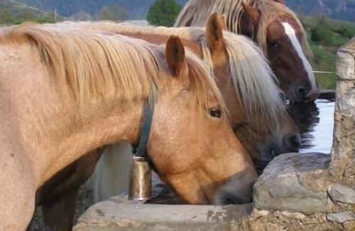 Campelles Cottage | Self catering Can Tubau for 30 people