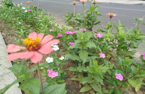 Forquilhinha Bed & Breakfast | Sem atendimento