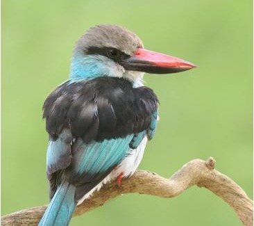 Mandinari Cabin | Senegambia Birding Lodge - Full board - Bird Photohide