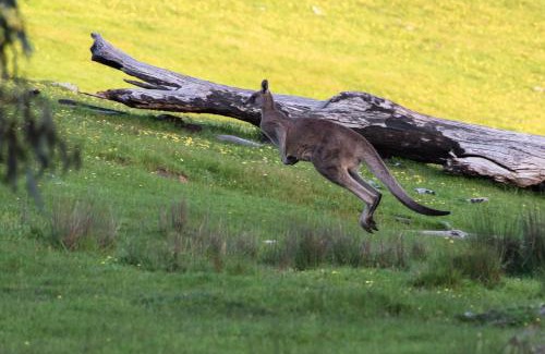 Wooragee House | Serena Cottages Beechworth - Your Country Getaway - 1