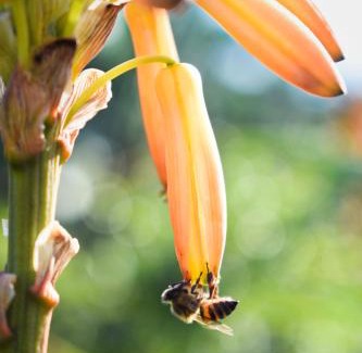 Port Zimbali Apartment | Serenity Suite, Private Unit, Resort & Beach Access