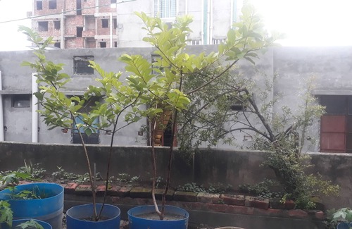 Dhaka Apartment | Serviced Apartment Near Dhanmondi