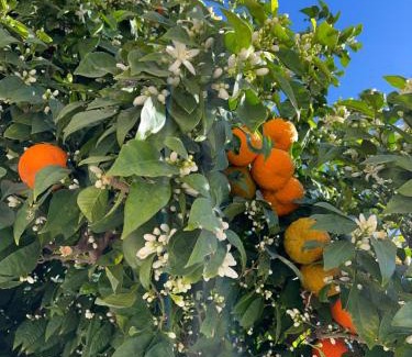 Huerta de Santa Teresa Apartment | Sevilla Nervion Santa Justa