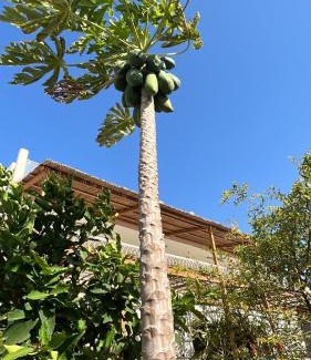 Masirah House | Shaqaf shalet