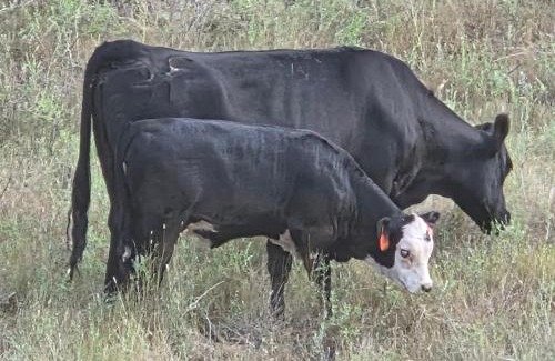 Yellowstone County House | Sheltered Nook Bunk N Board