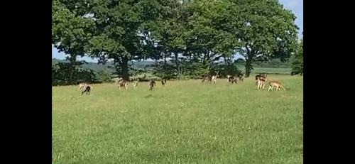 Ewhurst Green Apartment | Shepherd Hut Lodge on Farm Waterside Goodwin Farm