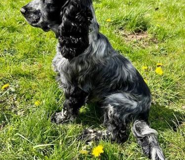 Cowbridge Ski Chalet | Shepherds Hut in enclosed field
