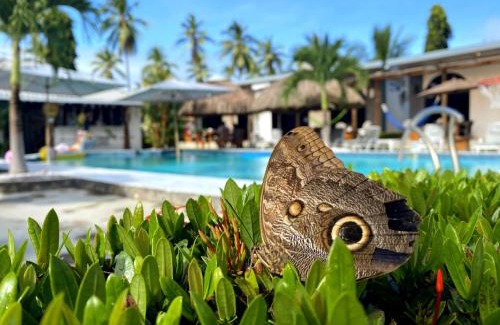 El Jobo Hotel | Show Pony Beach Resort and Suites