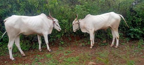 Roha Villa | Shravani Farms