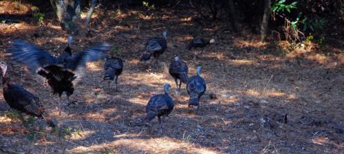 Mariposa House | Sierra Trails Retreat