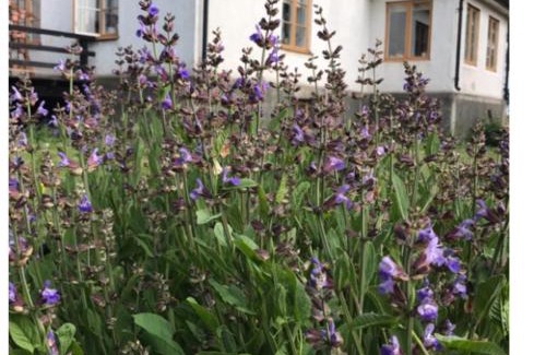 Havdhem Bed & Breakfast | Silte Siglajvs 147