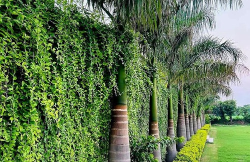Chhabra Hotel | Singhvi Palace Hotel & Resort