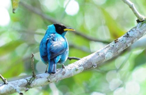 Paraty Bed & Breakfast | Sitio Namaste Paraty