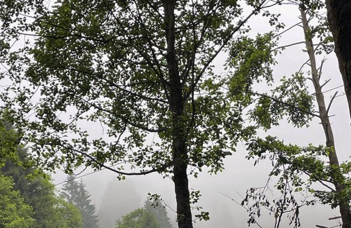 Ayder Cabin | sizi farklı bir jeodezik mimariyle doğanın içinde bırakıyoruz