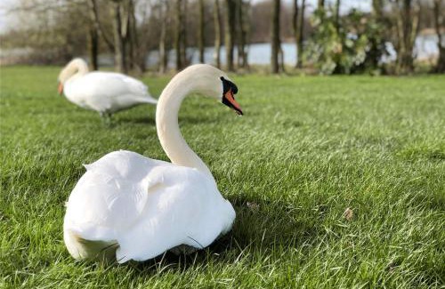 Gumley Resort | Skylark Lodge