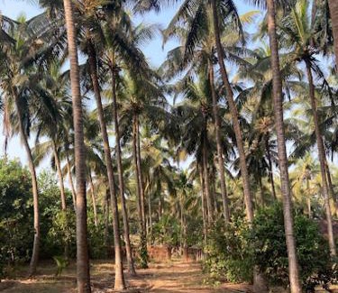 Redi House | Sneh Beach Homestay - Wayangani Vengurla