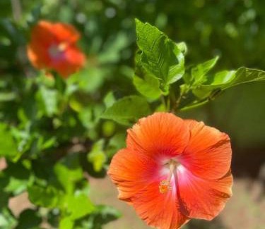 Marawila Hotel | Solomon Beach Hotel