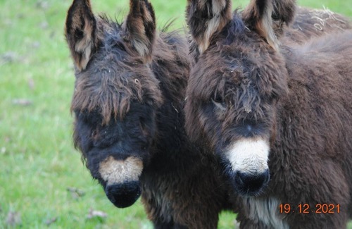 Cowes House | Somerton Farm the perfect family getaway