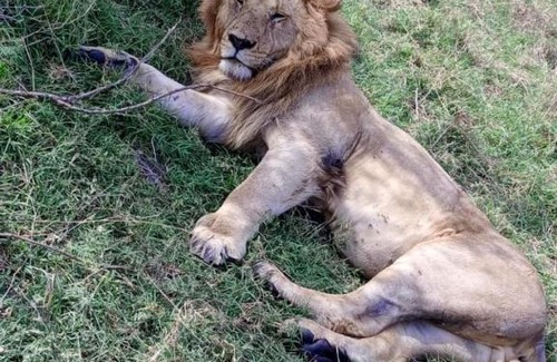 Kenya Bed & Breakfast | Sonkoi Tent Safari Camp