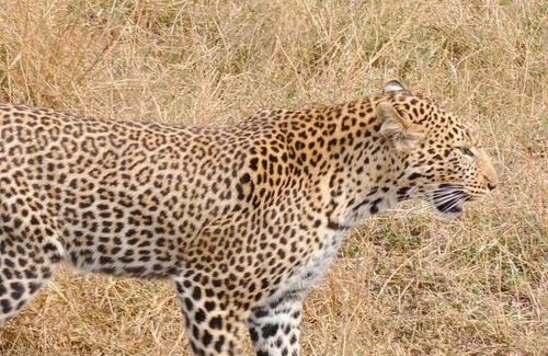 Kenya Bed & Breakfast | Sonkoi Tent Safari Camp