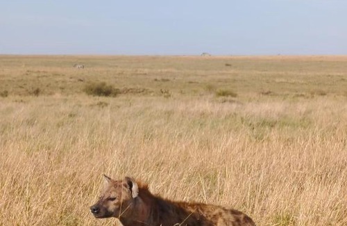 Kenya Bed & Breakfast | Sonkoi Tent Safari Camp